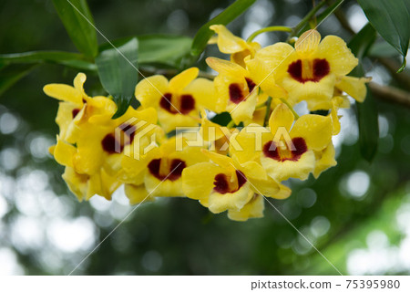 Orchid, dendrobium, orchid, plant, father's flower, yellow, father, yellow dendrobium, flower, flower Orchid, dendrobium, orchid, plant, father's flower, yellow, father, yellow dendrobium, flower, flower 75395980