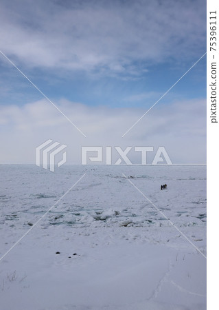 Shari, Hokkaido Drift ice and drift ice walk in the Sea of Okhotsk 75396111