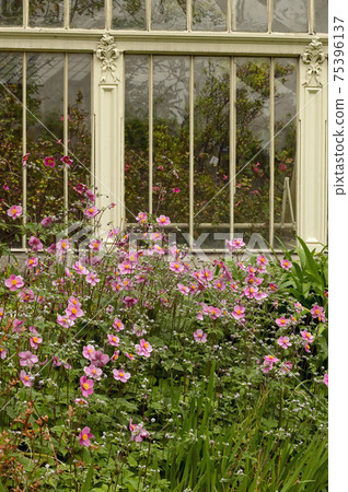 Pink Japanese anemone flower hybrida and Glass Of The Greenhouses 75396137