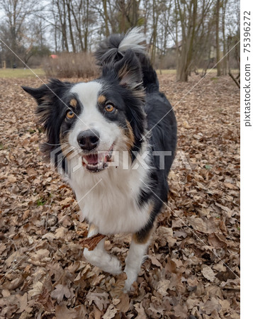 Australian Shepherd Dog at park 75396272