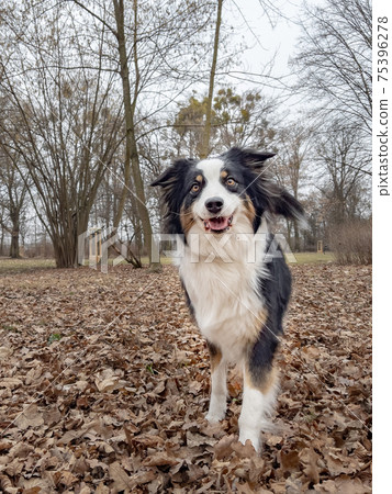 Australian Shepherd Dog at park 75396278