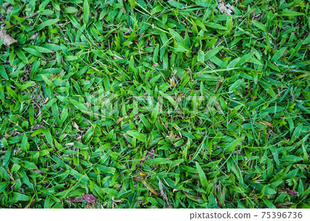 Top view of green artificial grass in outdoor garden. Green Grass for Background Texture. Golf Course Green lawn for background texture. Top view of green artificial grass in outdoor garden. Green Grass for Background Texture. Golf Course Green lawn for background texture. 75396736