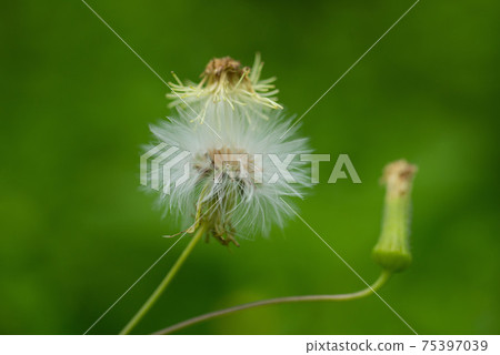 蒲公英,白花,花,花卉,開花,花朵 75397039