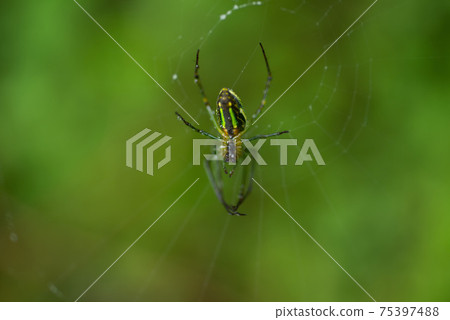 自然生態,昆蟲,蜘蛛網,蜘蛛,水珠 75397488