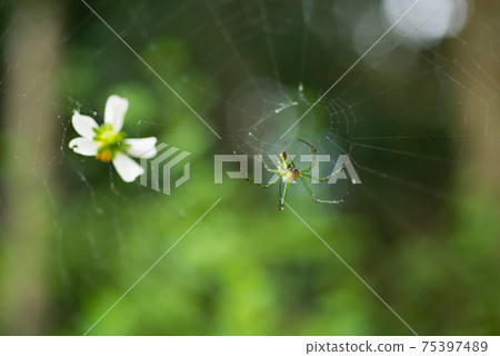 自然生態,昆蟲,蜘蛛網,蜘蛛,水珠 75397489