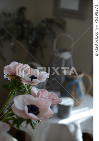 海葵表安排 75398271