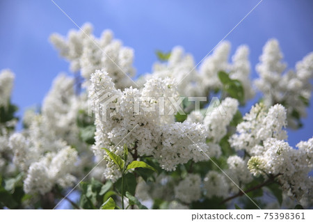 Close-up photo of white lilac Close-up photo of white lilac 75398361