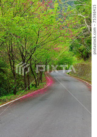 Taiwan, New Taipei City, Wulai District, Fushan, Wulai Scenic Area, Wulai Cherry Blossom Season, Wulai Cherry Blossom Festival Taiwan, New Taipei City, Wulai District, Fushan, Wulai Scenic Area, Wulai Cherry Blossom Season, Wulai Cherry Blossom Festival 75398415