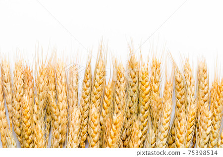 Dry wheat on white. Dry wheat on white. 75398514