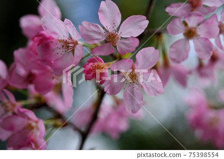 Close up of sakura blossom Close up of sakura blossom 75398554