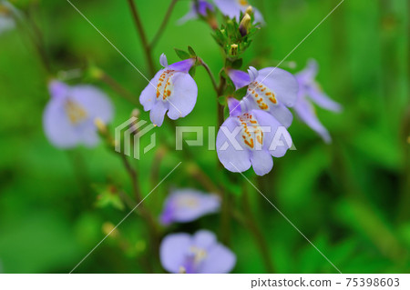 匍莖通泉草,通泉草,花,花卉,開花,花朵 匍莖通泉草,通泉草,花,花卉,開花,花朵 75398603
