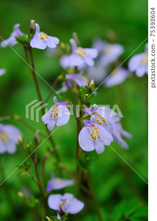 匍莖通泉草,通泉草,花,花卉,開花,花朵 匍莖通泉草,通泉草,花,花卉,開花,花朵 75398604
