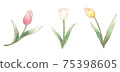 Tulips with a gentle color 75398605