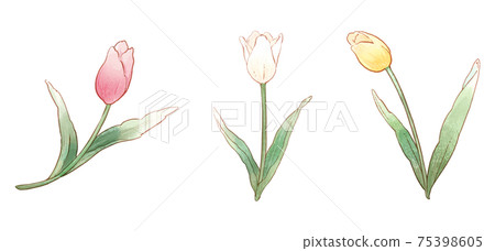 Tulips with a gentle color 75398605