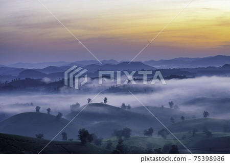 Sunrise in Tea hills in Long Coc highland, Phu Tho province in Vietnam Sunrise in Tea hills in Long Coc highland, Phu Tho province in Vietnam 75398986