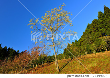 森林樹木盛開黃色花朵 75399028