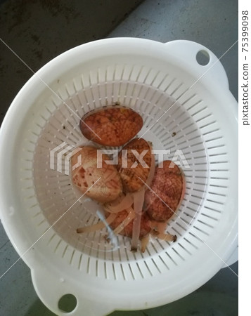 將超市出售的盲殼放入天然海水中，以激活它們。 75399098