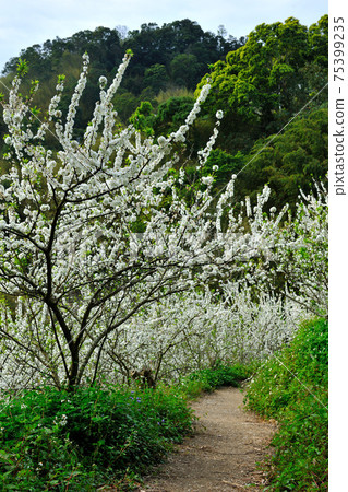 Plum trees in the orchard are in full bloom with white flowers 75399235