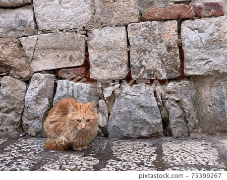 ginger long hair cat in dubrovnik ginger long hair cat in dubrovnik 75399267