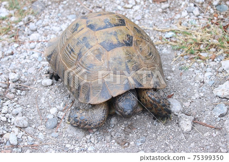 turtle turtle 75399350