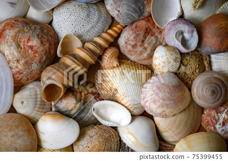 Seashells of various shapes and types. Background. Seashells of various shapes and types. Background. 75399455