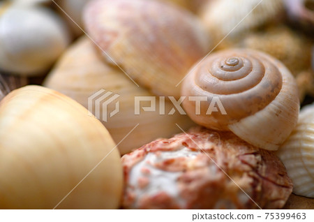 Seashells of various shapes and types. Background. Seashells of various shapes and types. Background. 75399463