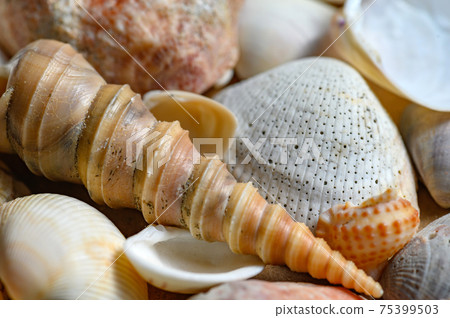 Seashells of various shapes and types. Background. Seashells of various shapes and types. Background. 75399503