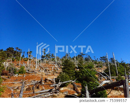 Blue sky and dead forest 75399557