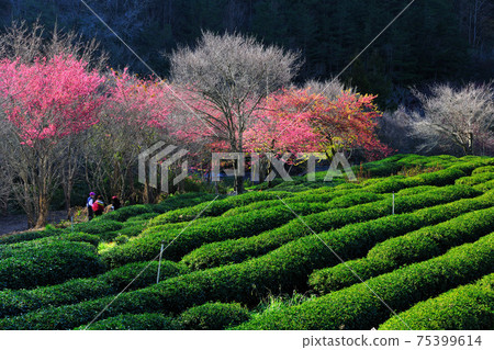 Tea garden and cherry blossom season Tea garden and cherry blossom season 75399614