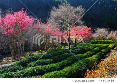 茶園和櫻花盛開的季節 茶園和櫻花盛開的季節 75399616