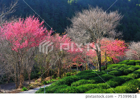 茶園和櫻花盛開的季節 75399618
