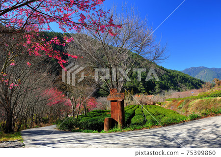 春天盛開的櫻花步道 75399860