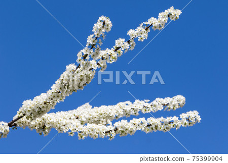 Sunlit blooming branches of fruit tree with small flowers and leaves and clear blue sky at background Sunlit blooming branches of fruit tree with small flowers and leaves and clear blue sky at background 75399904