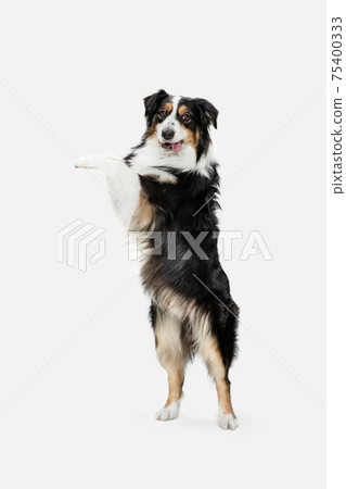 Beautiful Australian Shepherd dog standing isolated on white background. 75400333