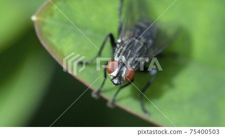 紅眼睛的蒼蠅棲息在綠色的樹葉上 75400503