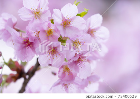 Up of cherry blossoms 75400529