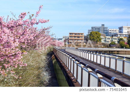 大部市二松公園的川津櫻花和雪柳 75401045