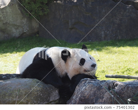 Cute panda in Nanki Shirahama Adventure World 75401302