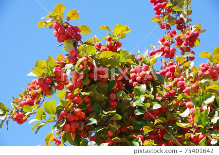 Himelingo Himelingo 75401642