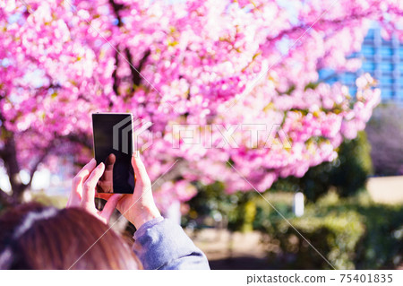 Cherry-blossom viewing smartphone shooting [with corona new normal] 75401835