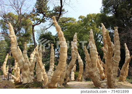 蘇鐵捲(Shukkeien) 蘇鐵捲(Shukkeien) 75401899