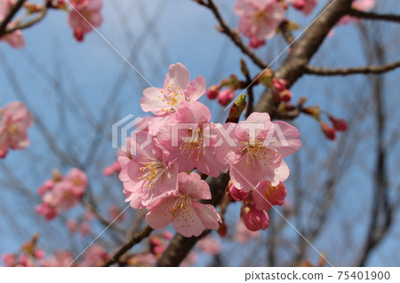 川津櫻(Shukkeien內部) 川津櫻(Shukkeien內部) 75401900