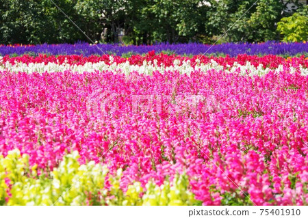 Flowerbed (stock) 75401910