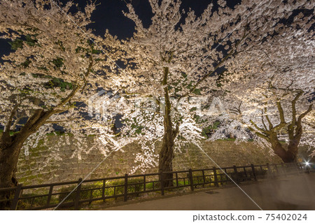 Spring cherry blossom viewing, hanami. Kanazawa, Japan. 75402024