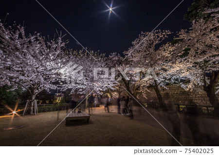 Spring cherry blossom viewing, hanami. Kanazawa, Japan. Spring cherry blossom viewing, hanami. Kanazawa, Japan. 75402025