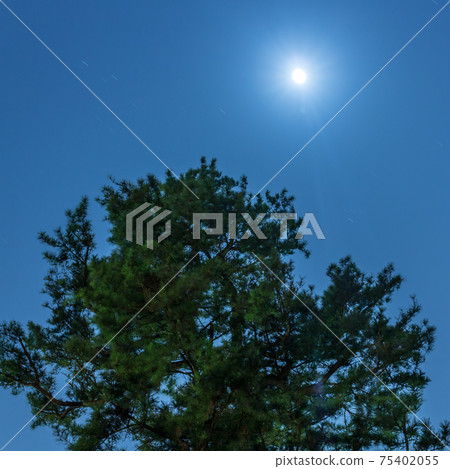 Pine tree under moonlight, Kenrokuen, Kanazawa, Japan. 75402055