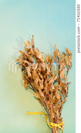 A bouquet of dried hibiscus branches, with yellow-brown flower buds and leaves, on a blue green background. With vertical orientation. 75402880