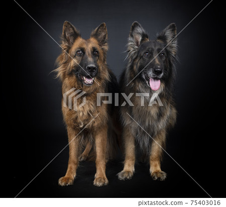 german shepherds in studio german shepherds in studio 75403016