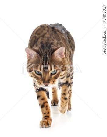 bengal in studio 75403017