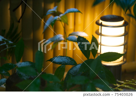 Nightlight and snow-covered plants 75403026
